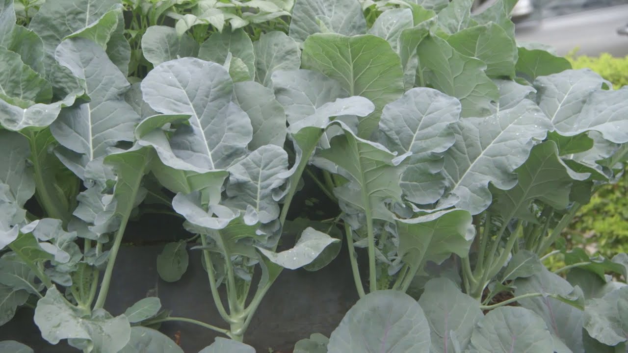The right way of harvesting in Kitchen gardens