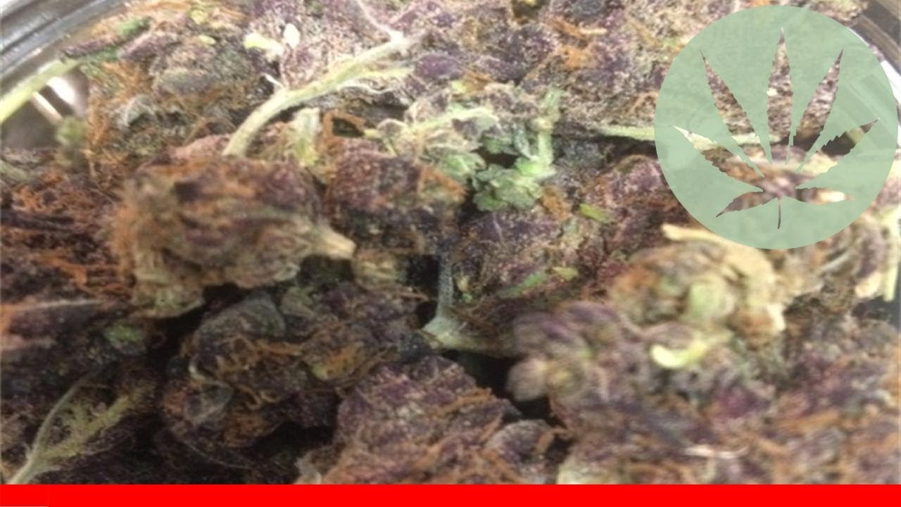 Purple Martian - All About This Strain