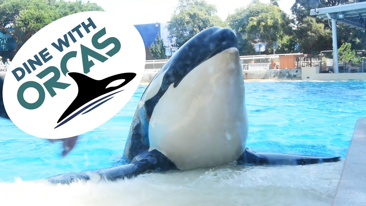Dine with Orcas SeaWorld San Diego