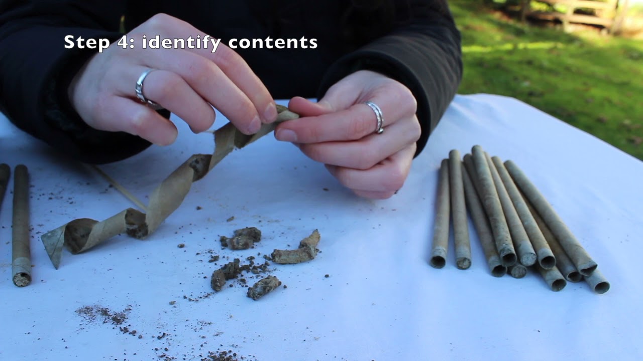 How to Clean Mason Bee Cocoons