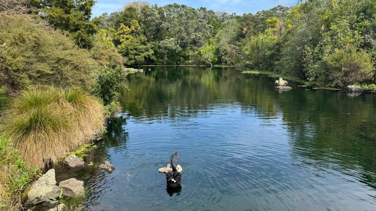 Озеро Вестерн-Спрингс🇳🇿Прямой эфир из Окленда, Новая Зеландия