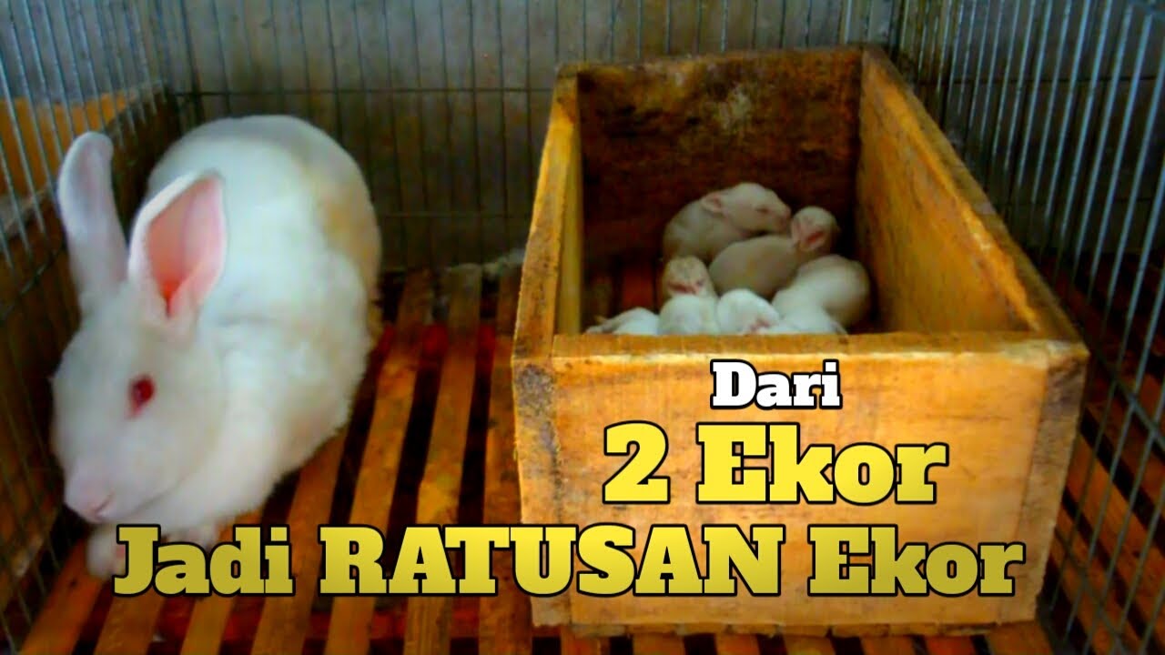 Berawal Dari 2 Ekor Sekarang Sudah Ratusan Lebih | Peternak Kelinci Sukses.