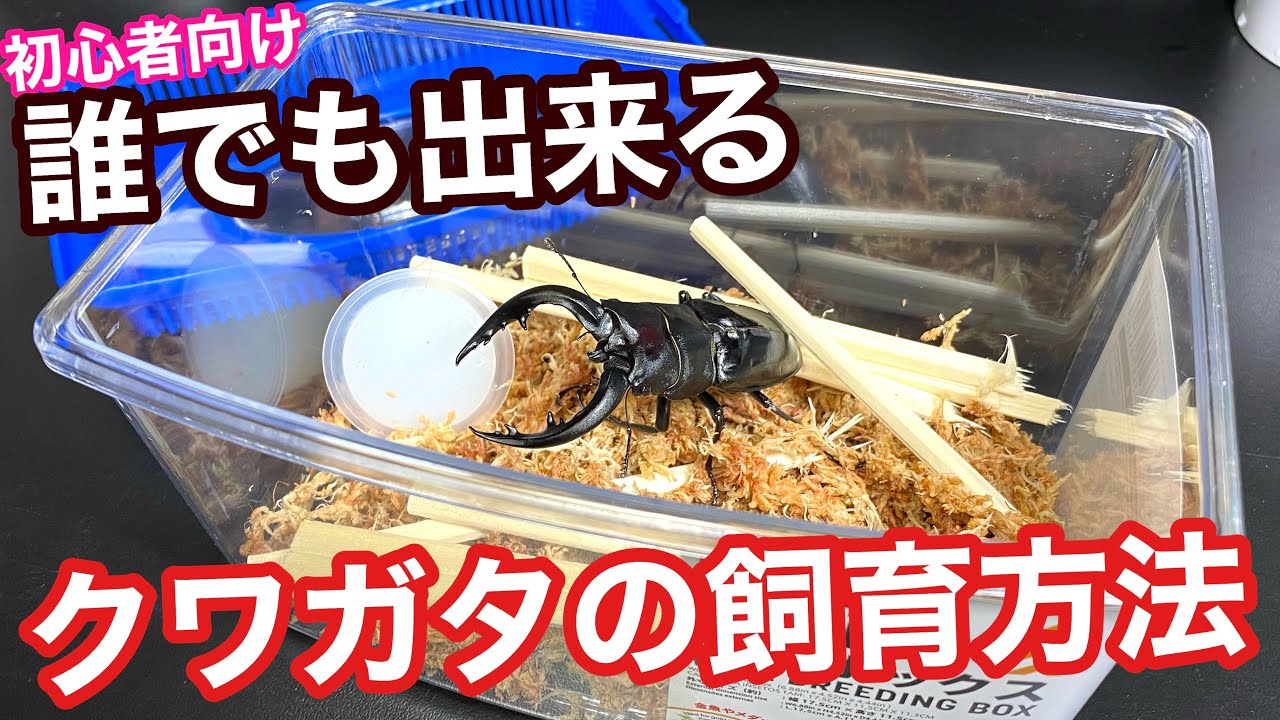 クワガタ飼育の基本と応急的な管理方法について【クワガタ飼育】