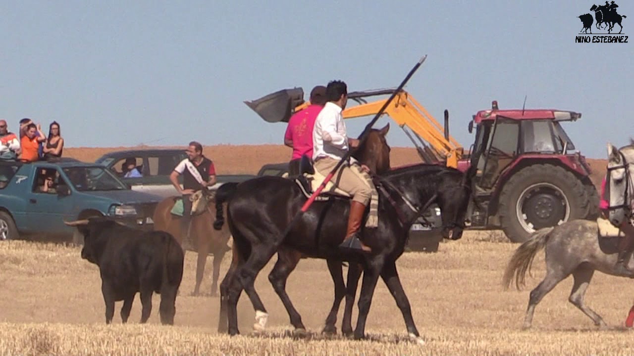 EL PIÑERO (ZA) ENCIERRO POR EL CAMPO...28/07/2019