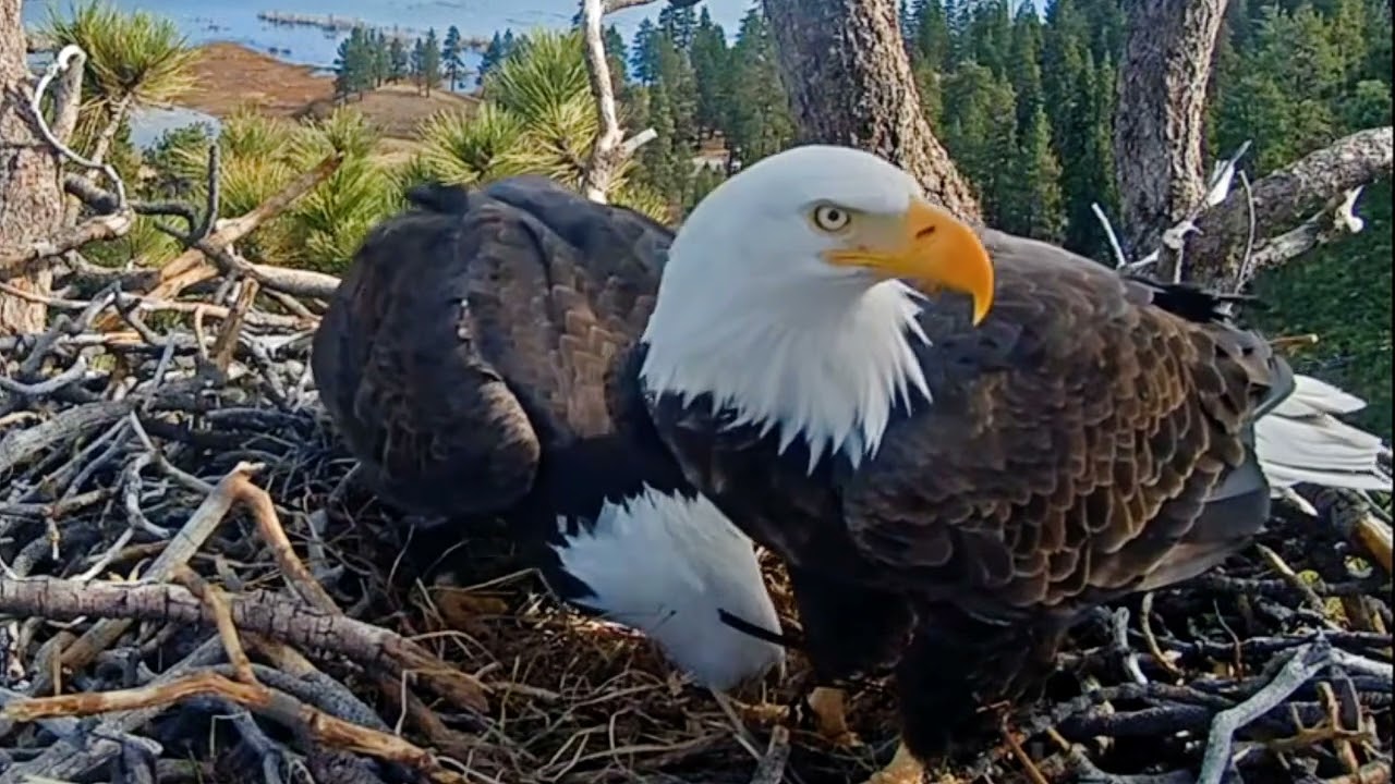 Jackie a Shadow chystají h ízdečko lásky.🌞🦅🦅❤️🥚 ( 19. ledna 2026)