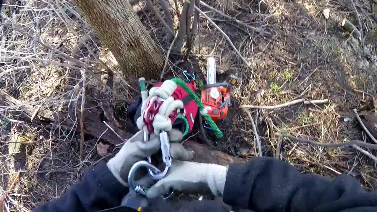 Top and Flop - Removing a tall, skinny, dead Ash