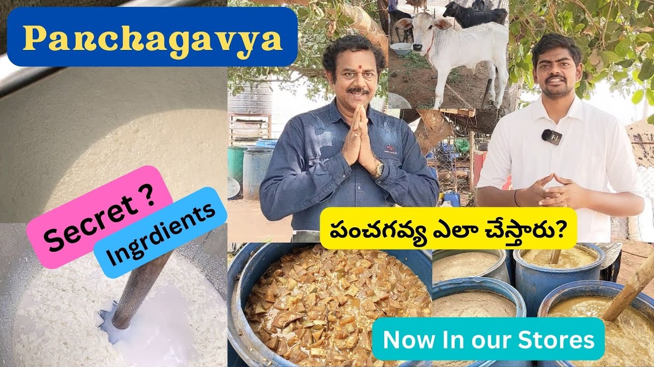పంచగవ్య ఎలా చేస్తారు? | Making of Panchagavya | పంచగవ్య
