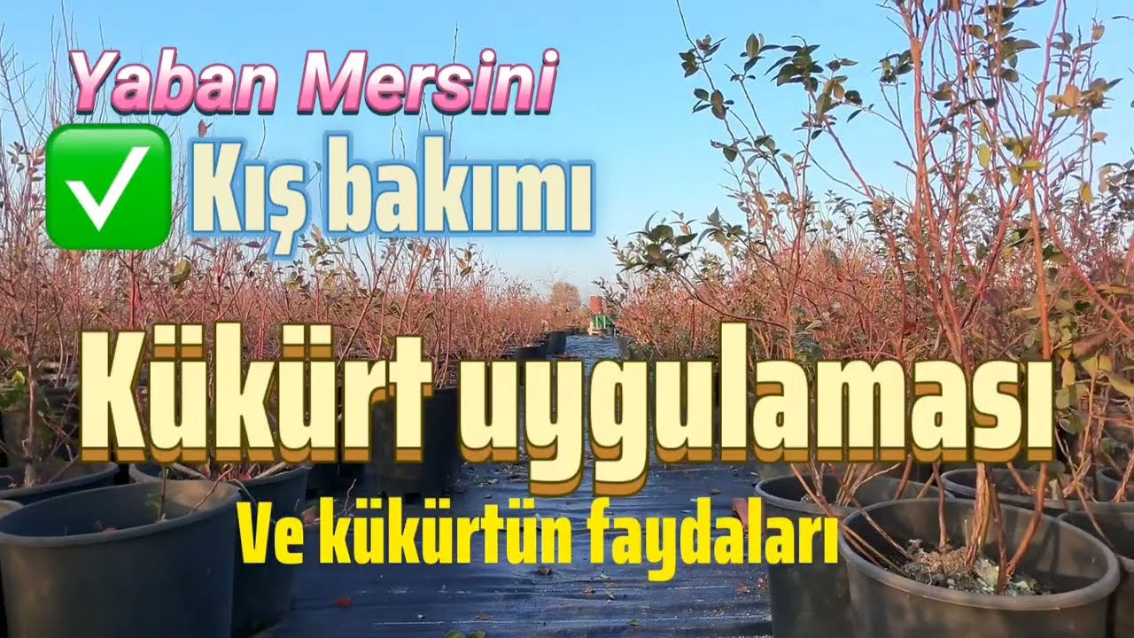 #blueberry de kış bakımı  ve #kükürt uygulaması, kükürtün faydaları