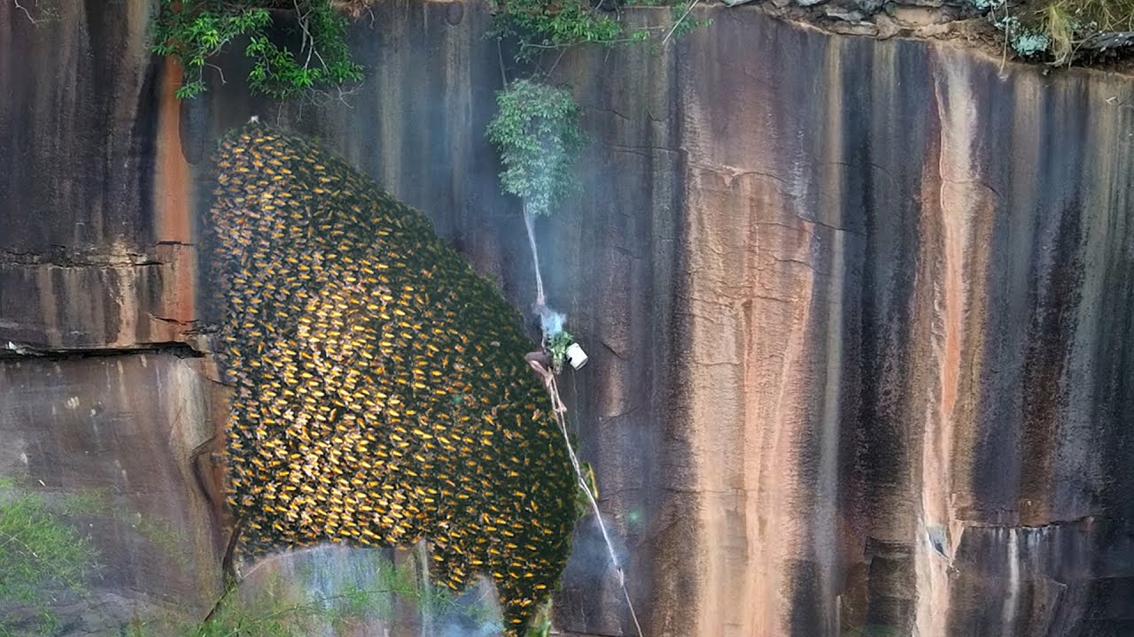 Primitive Technology Amazing Find Giant HoneyBee For Food In The Mountain Forest