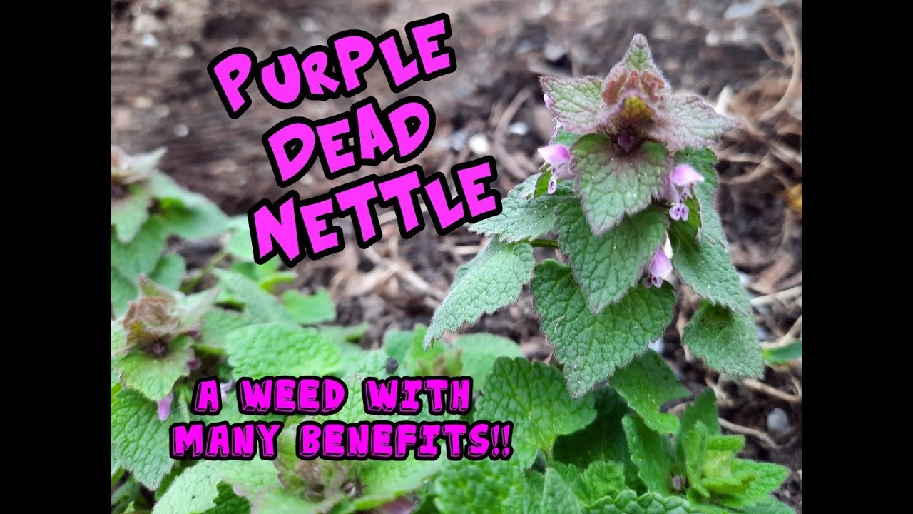 Purple Dead Nettle: An Edible and Medical Weed