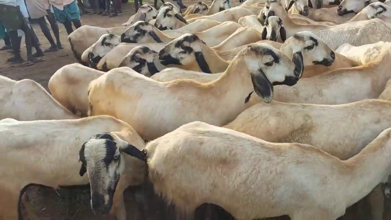 GUDUR SANTA SHEEP GOAT MARKET 20 11 20