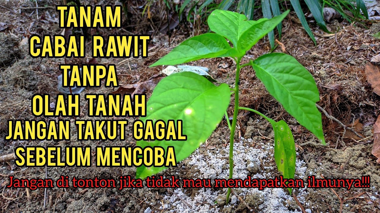 menanam cabai rawit tanpa olah tanah, dayat petani nekat.