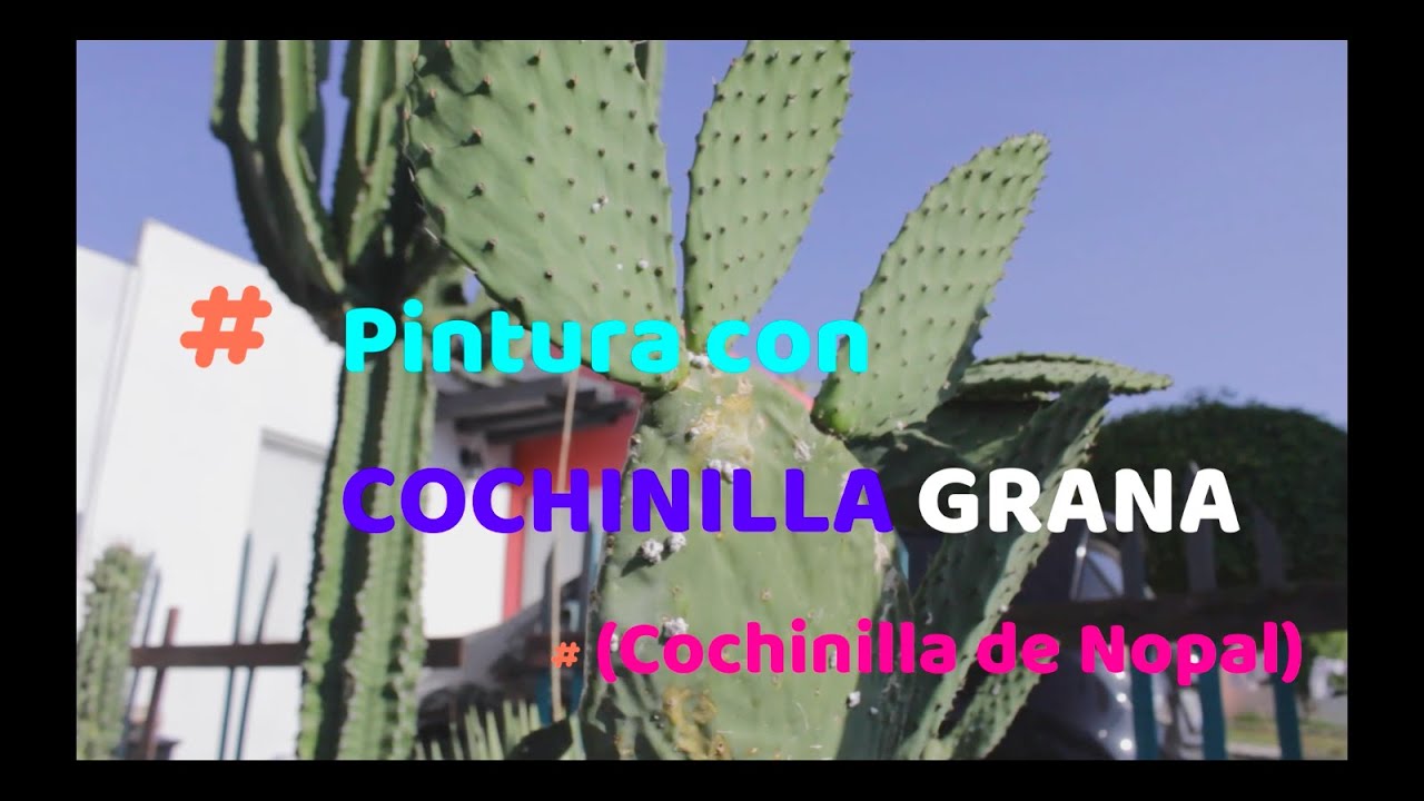 Como hacer pintura con COCHINILLA GRANA/COCHINILLA DE NOPAL