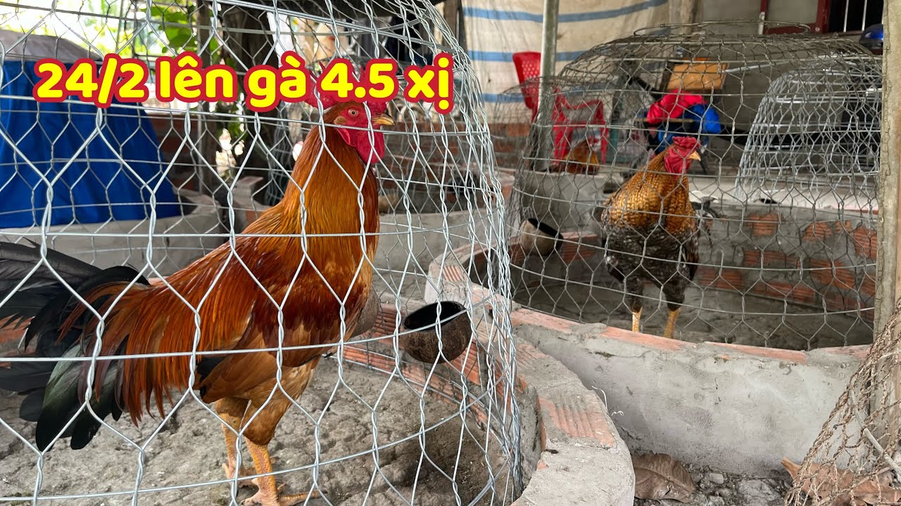 Lên Gà Đẹp Tuyệt Con Nào Cũng Mới Cáo Hợp Nhãn Kêu Nè 