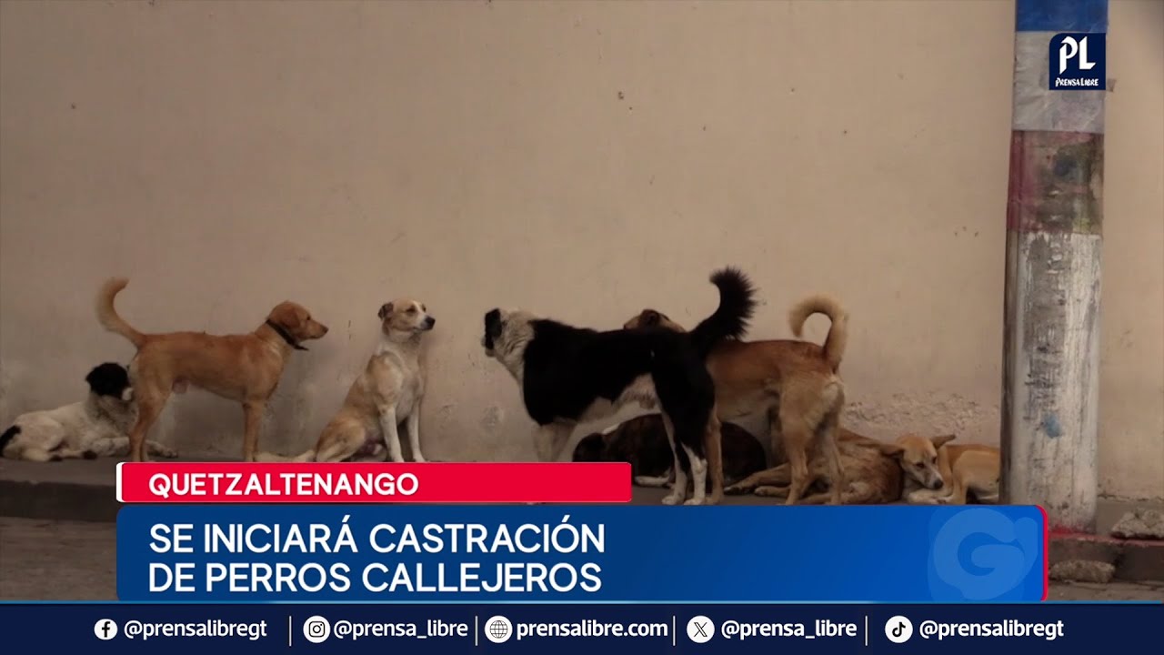 Perros callejeros serán castrados en Quetzaltenango debido a denuncias de ataques a vecinos