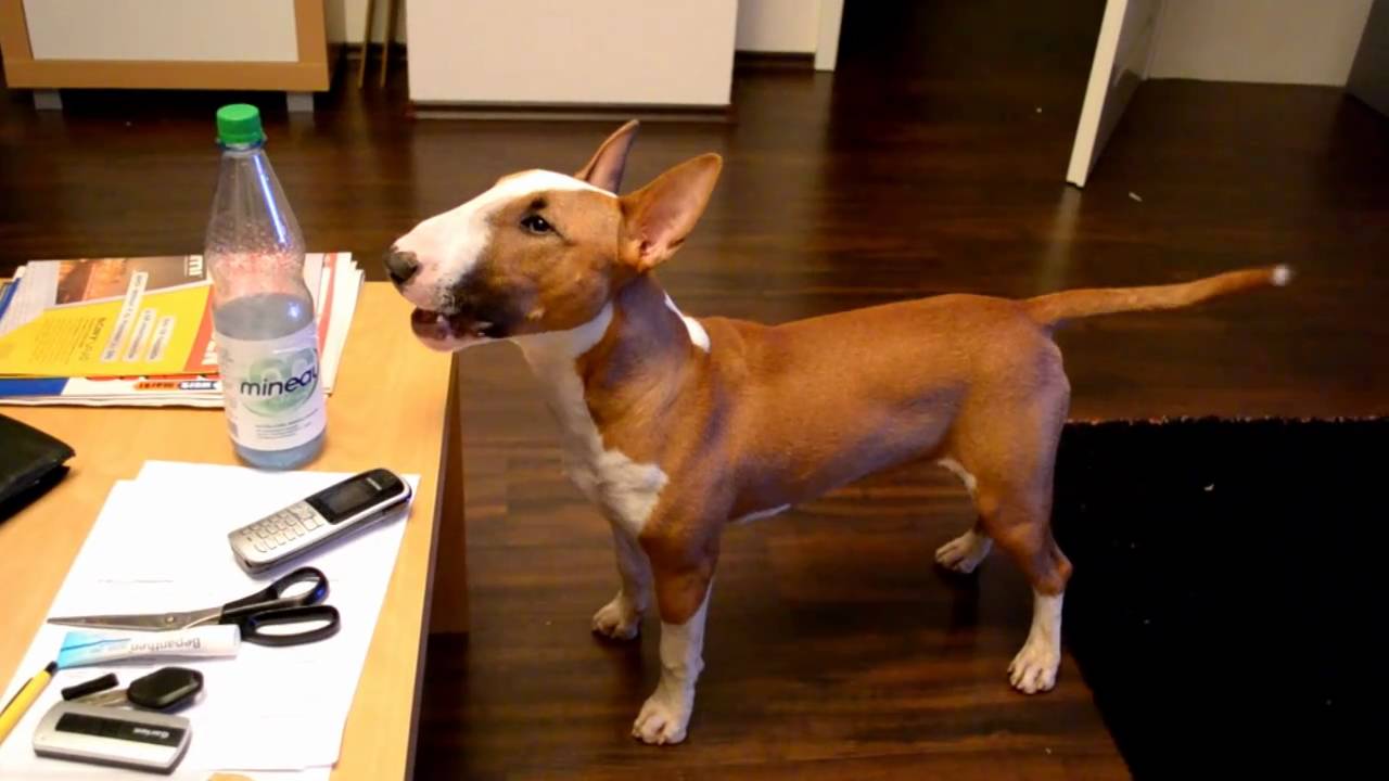 Talking Bullterrier Micky // Funny Dog // Part 7