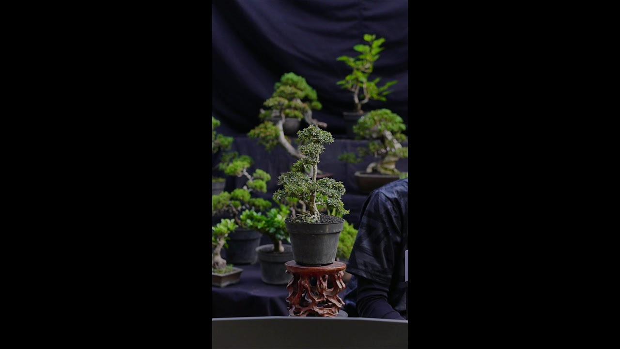 The Last Bonsai
