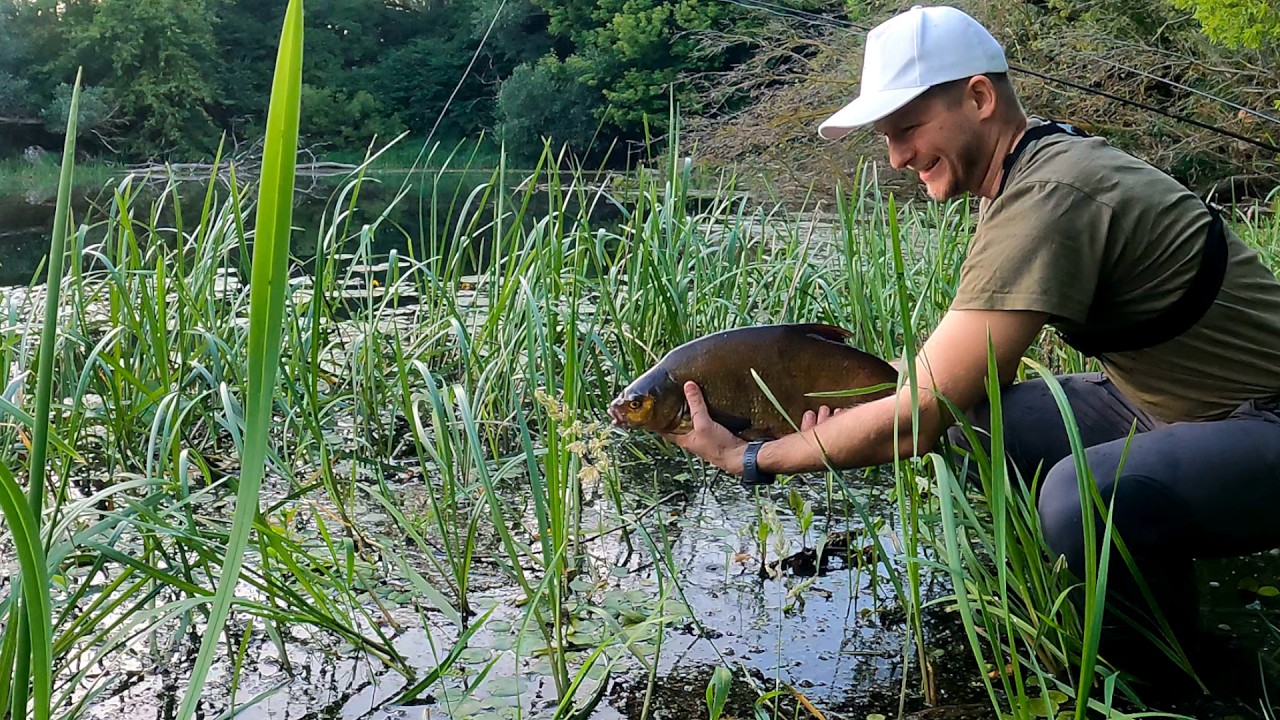 Pod Tymi NENUFARAMI Musiały Być RYBY