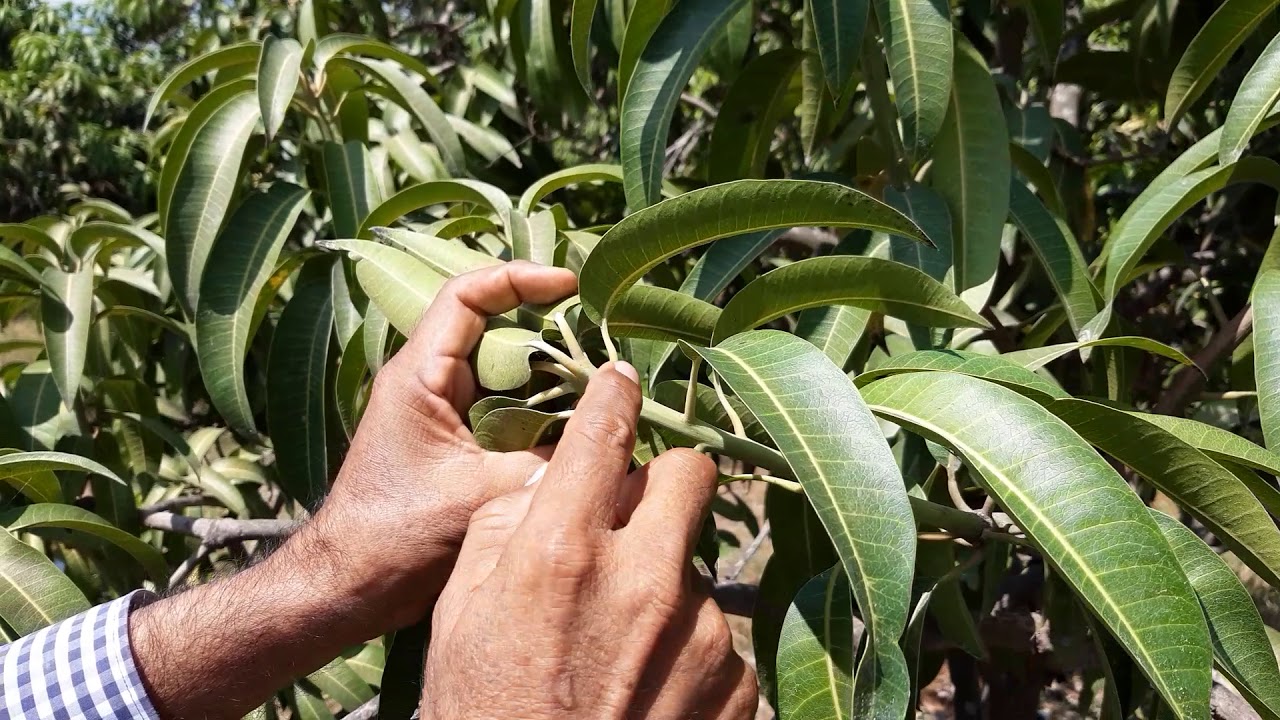 INDUCCION DE FLORACION EN MANGO KENT:  CUIDADO!!!17-05-2020