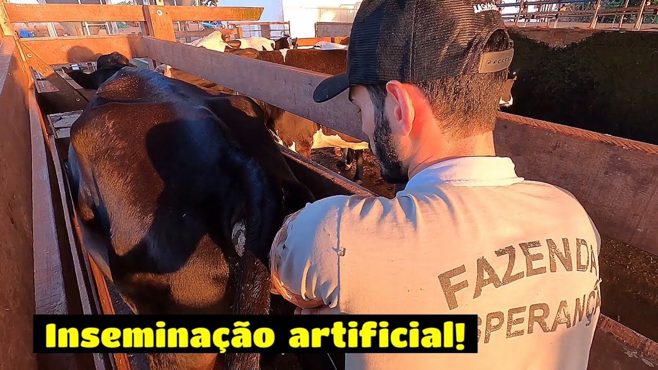 COMO FUNCIONA O PROTOCOLO DE IATF EM BOVINOS? Inseminando 13 vacas em um só dia!!