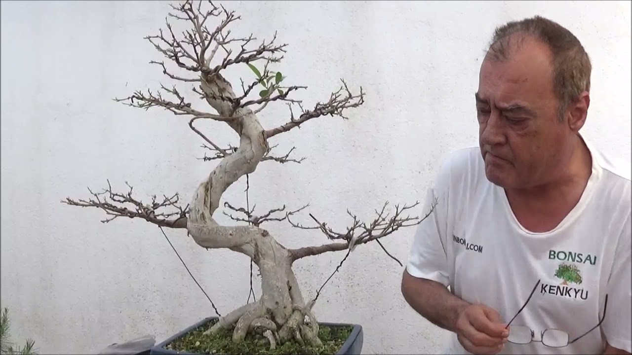 Ficus Retusa , defoliado y alambrado