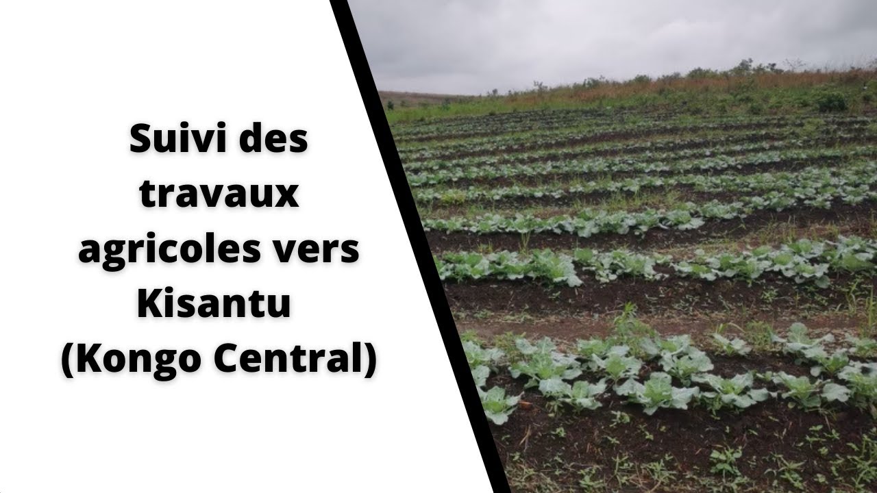 RD CONGO KONGO CENTRAL | Visite surprise le terrain vers Kisantu, suivi des travaux agricoles