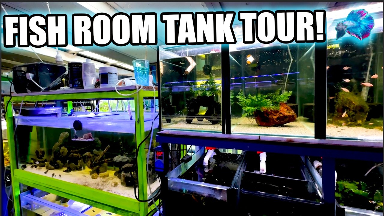 WHAT I'M CURRENTLY BREEDING IN THE FISH ROOM!