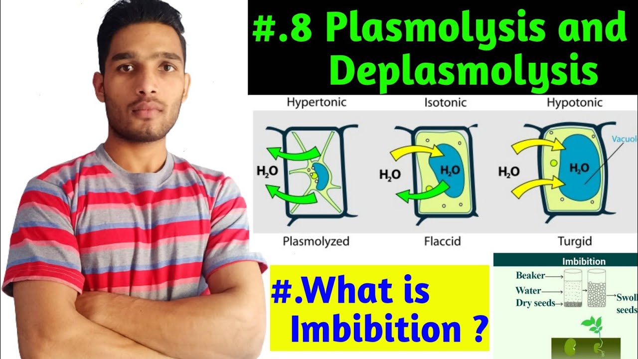 Plasmolysis and Deplasmolysis|| Imbibition in Plants||B.Sc 2 year