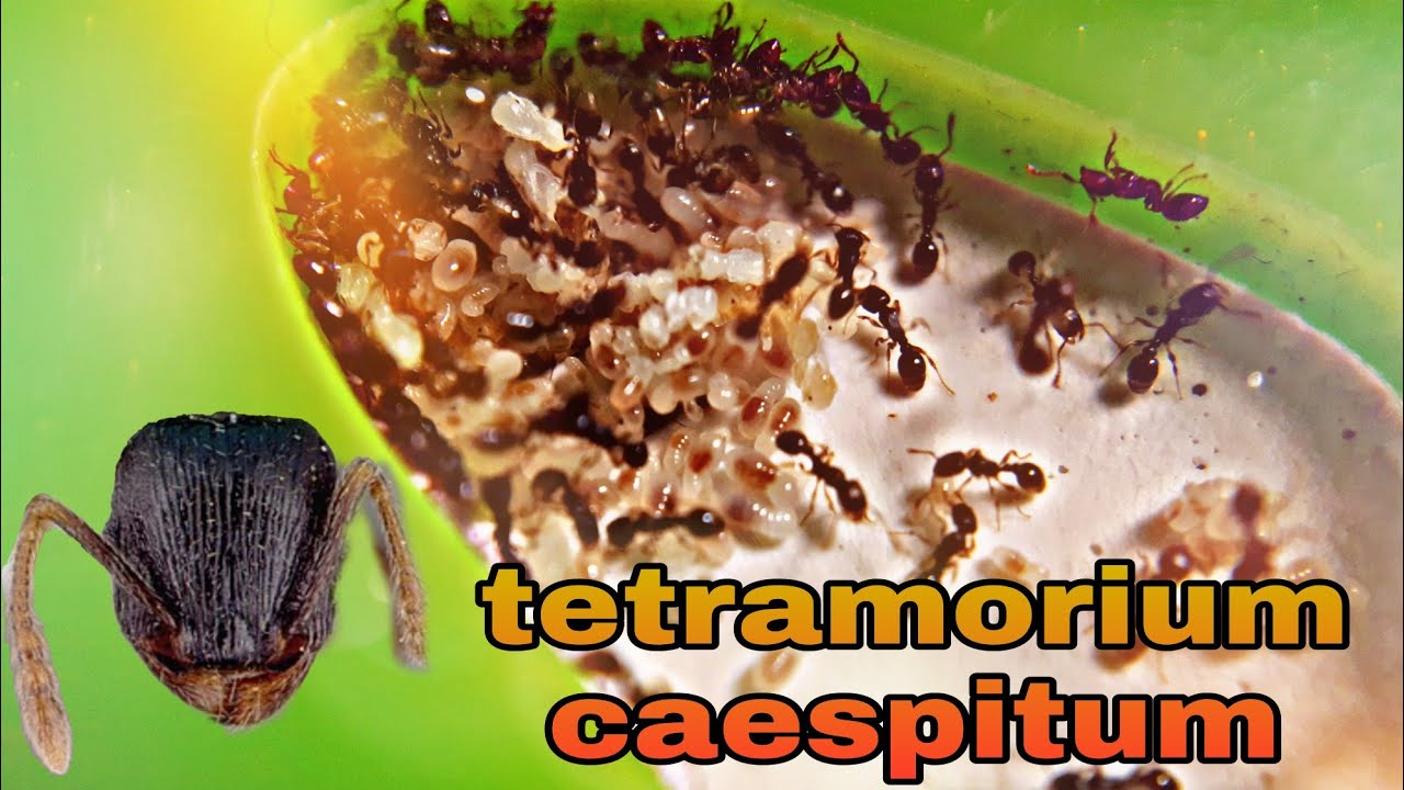 Tetramorium caespitum.От жесткого отбора,до сильной колонии.
