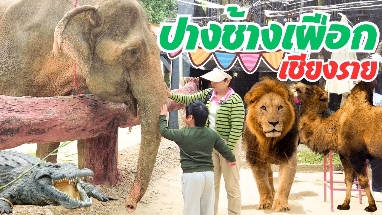 ช้างแสนรู้ สิงโตเป็นฝูง! ที่ปางช้างเผือกเชียงราย มาแอ่วเหนือแล้วห้ามพลาด สวนสัตว์ไม่ใหญ่แต่มีดี!