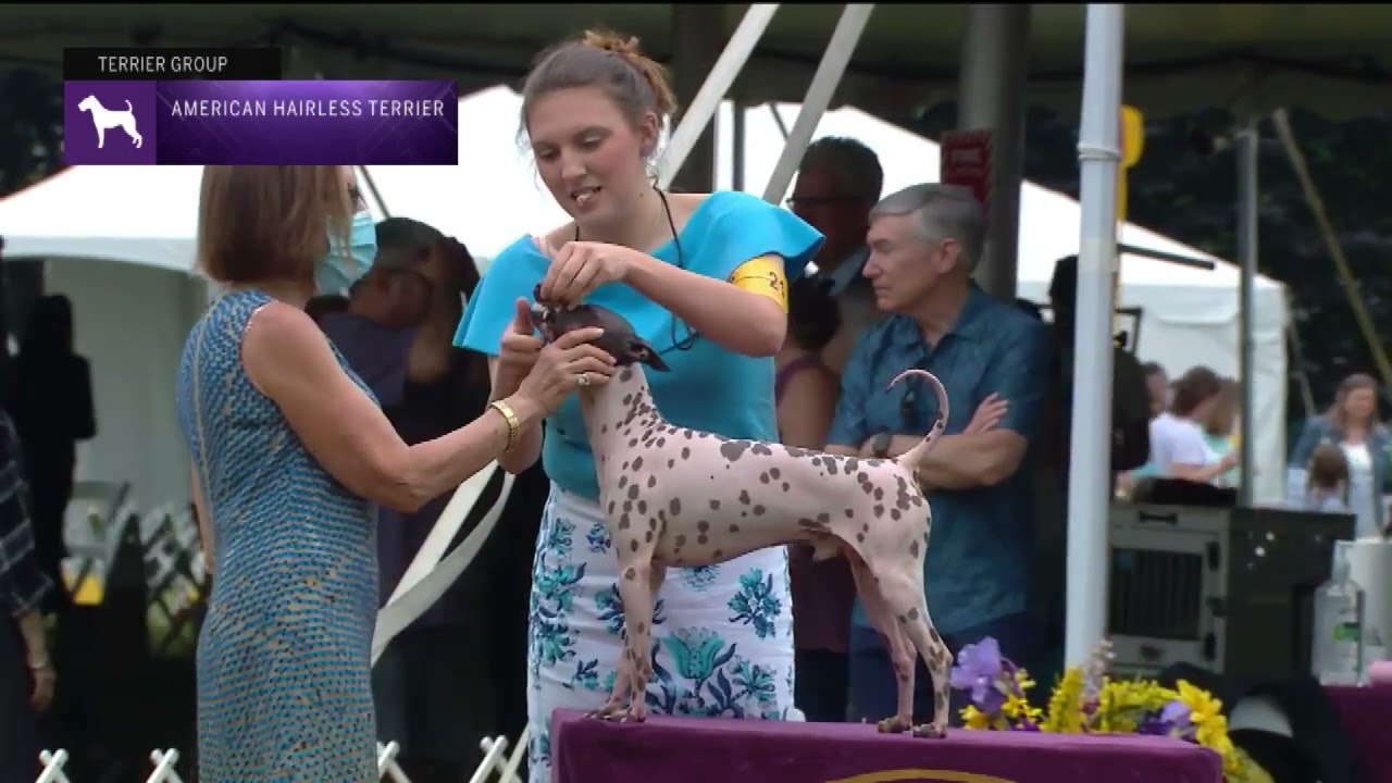 American Hairless Terriers | Breed Judging 2022