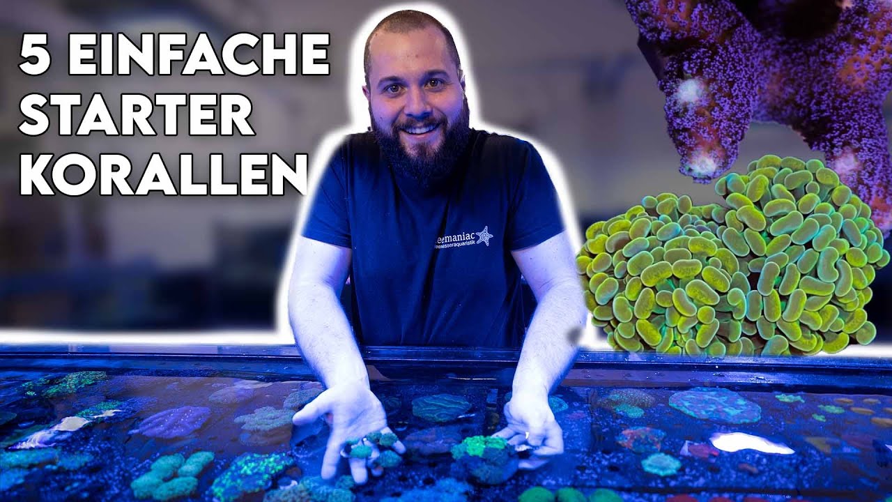 5 Einfache Anfängerkorallen für dein erstes Meerwasseraquarium