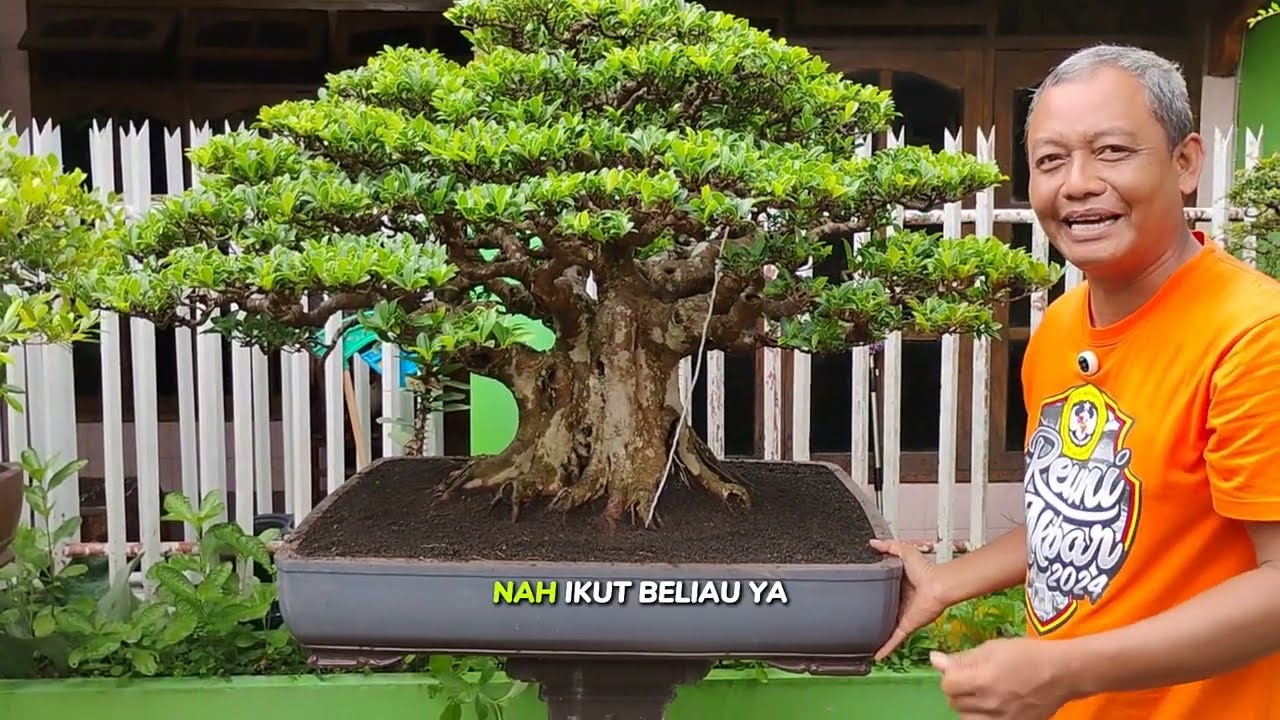 “Kaget! Koleksi Bonsai Pak Andika Ternyata Kelas Sultan Semua!”#bonsai#reviewbonsai#education#fypシ 