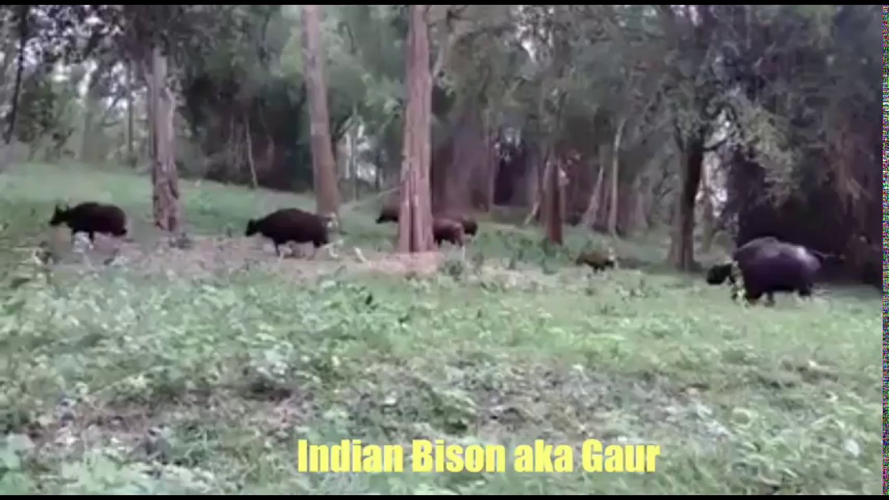 Gaur: the magnificent wild cattle..