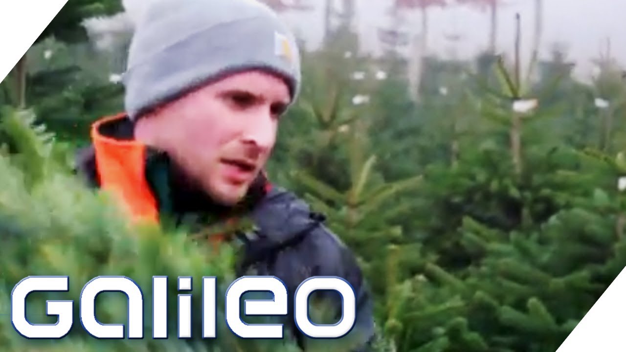Schuften für Weihnachten! Wie hart ist der Job auf einer Tannenbaum-Plantage? | Galileo | ProSieben