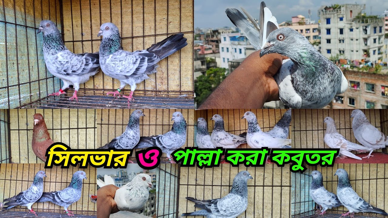 এলমুনিয়াম সিলভার,বেজি,পাংখি,লাল মুসলদম,বাঘা,খাকি,সবুজগলা ও হাই কোয়ালিটি কবুতর বাসা থেকে কিনুন। 