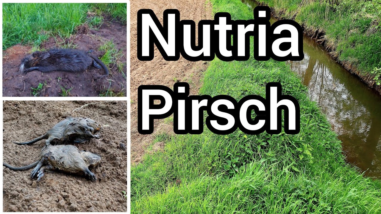 Kleine Nutria-Pirsch - aktuelle Vorkommen im Revier erkunden / Nutria Jagd