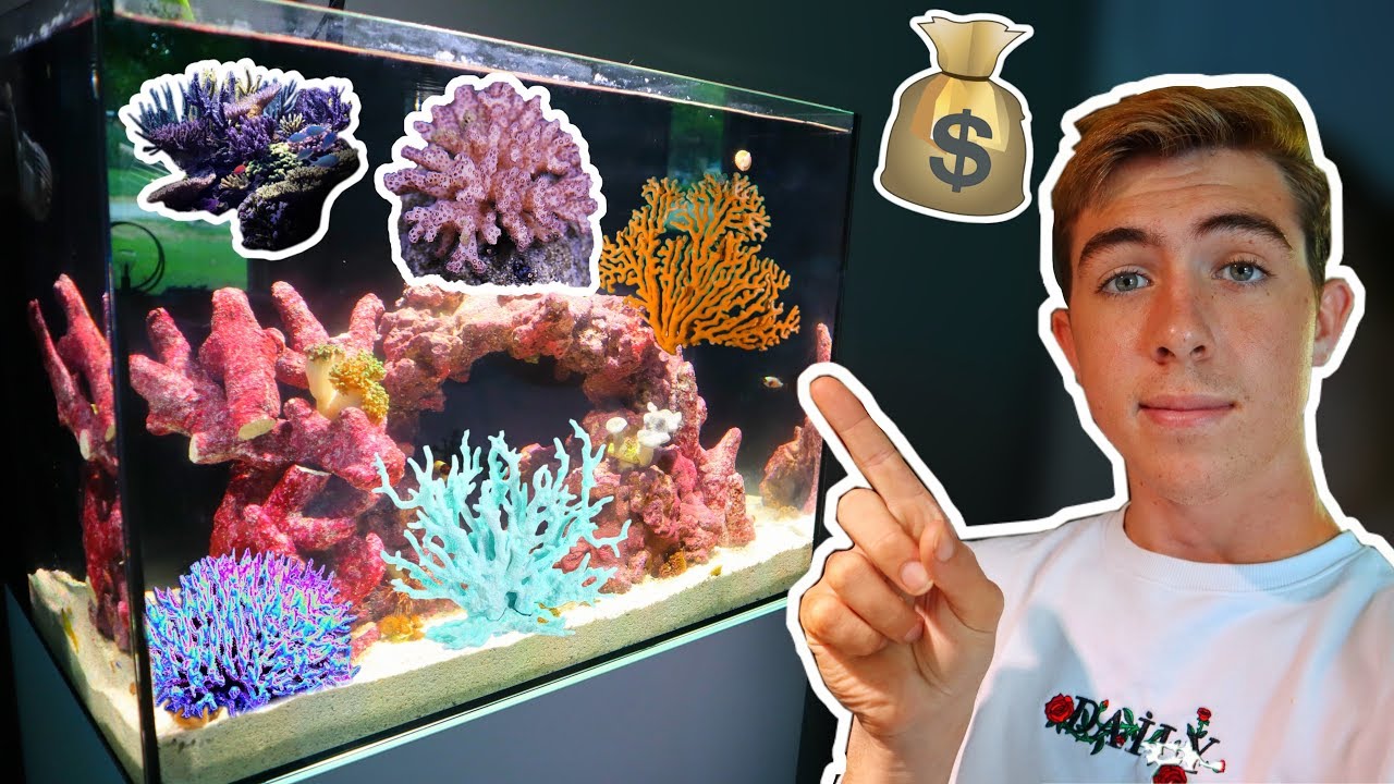 Crazy $3000 SALTWATER Setup Gets NEW COLORFUL CORAL!?