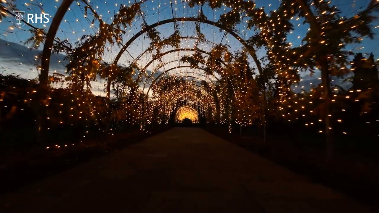 RHS Glow: Christmas light trail at RHS Garden Wisley | The RHS