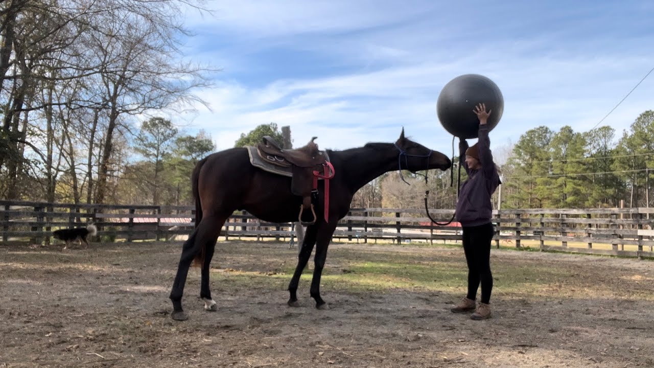 Training My Yearling 👶🏻🐴