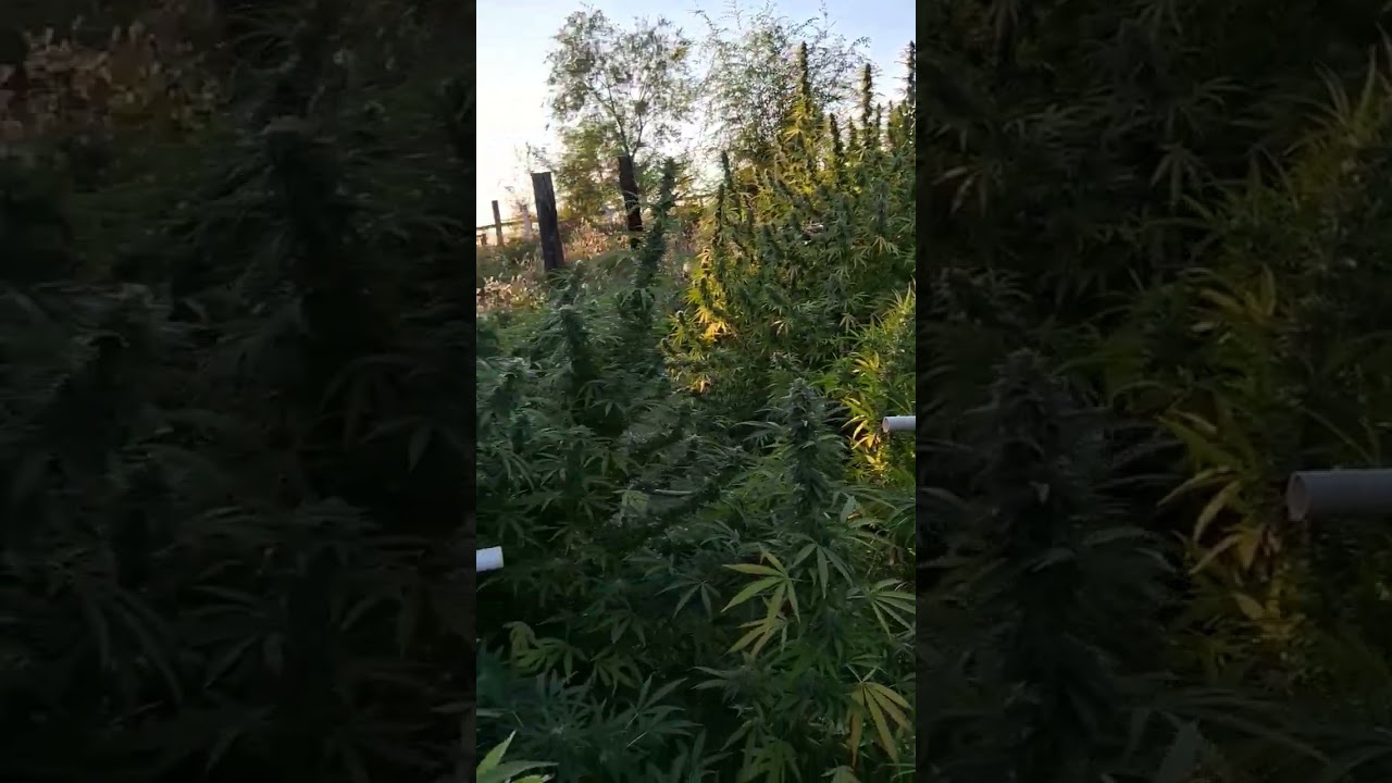 dank og kush fire marijuana outdoor grow 2025 bomb