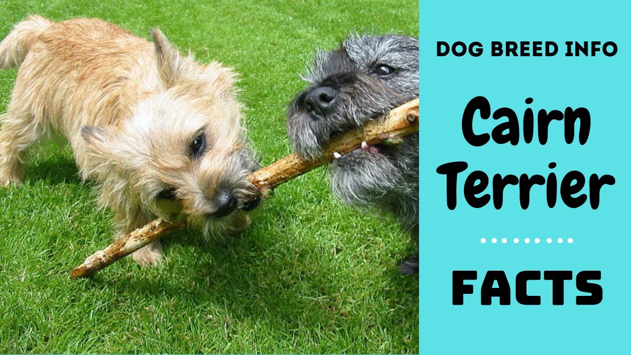 Cairn terrier dog breed. All breed characteristics and facts about Cairn Terrier dogs