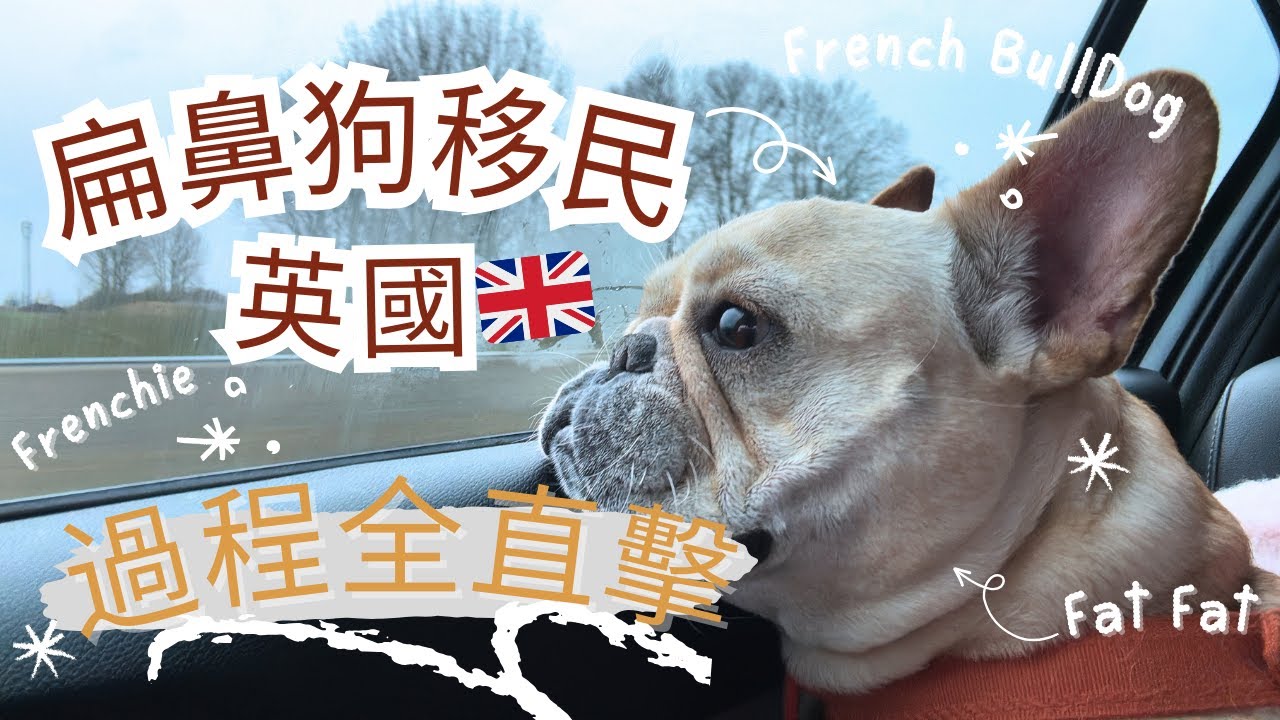 [寵物移民]正式出發✈️前往英國🇬🇧l 經芬蘭法國再入英國 l 歴時30小時 l 人狗都累😪