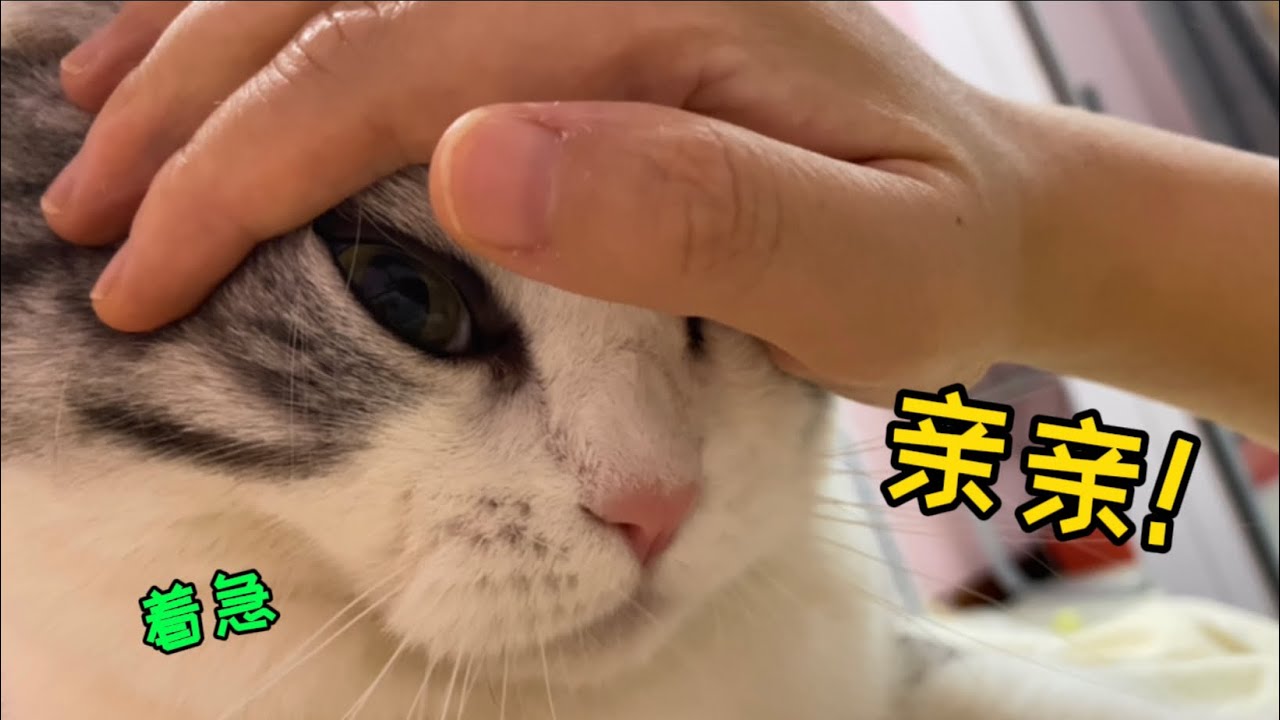 淚目！感冒後貓超擔心，全程陪護！要不是它…病早好了