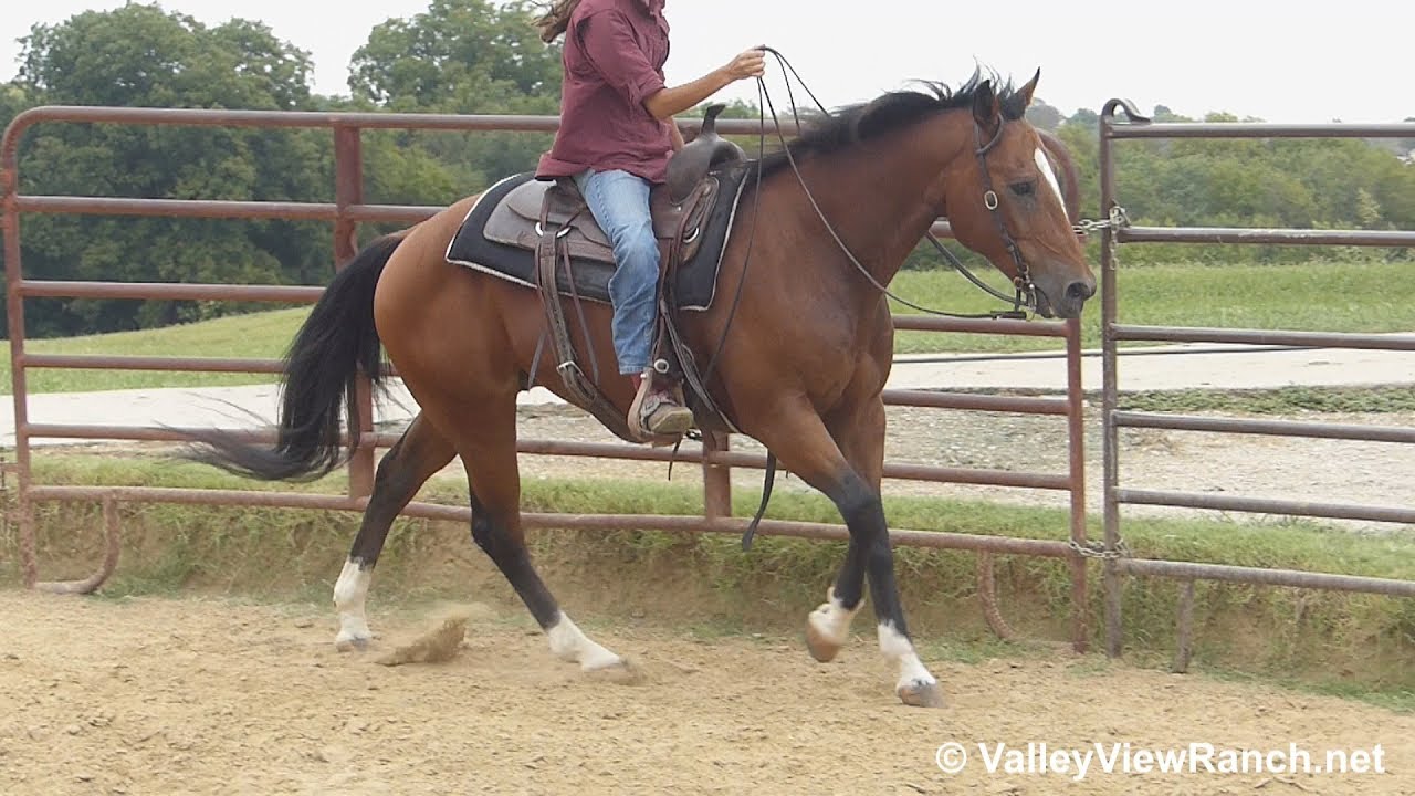 King - neck rein walk, jog, lope, reiner stops, dismount! - ValleyViewRanch.net