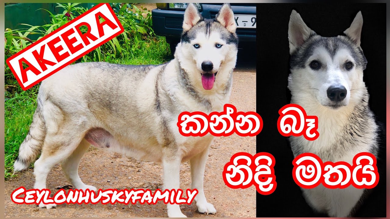 අනේ මට කන්න බෑ....😂❤️🐺