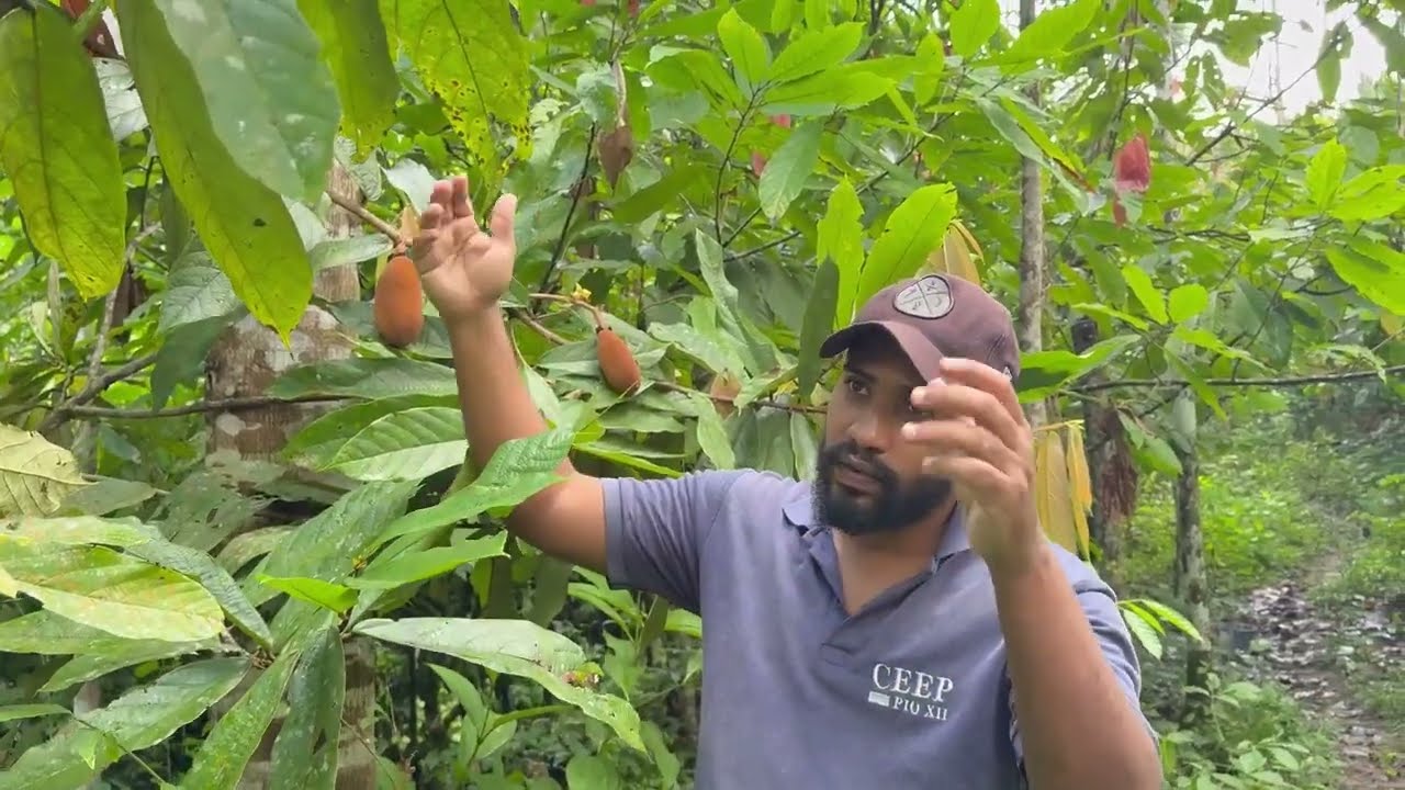 Qual a época de produção do CUPUAÇU  plantado na MATA ATLÂNTICA 