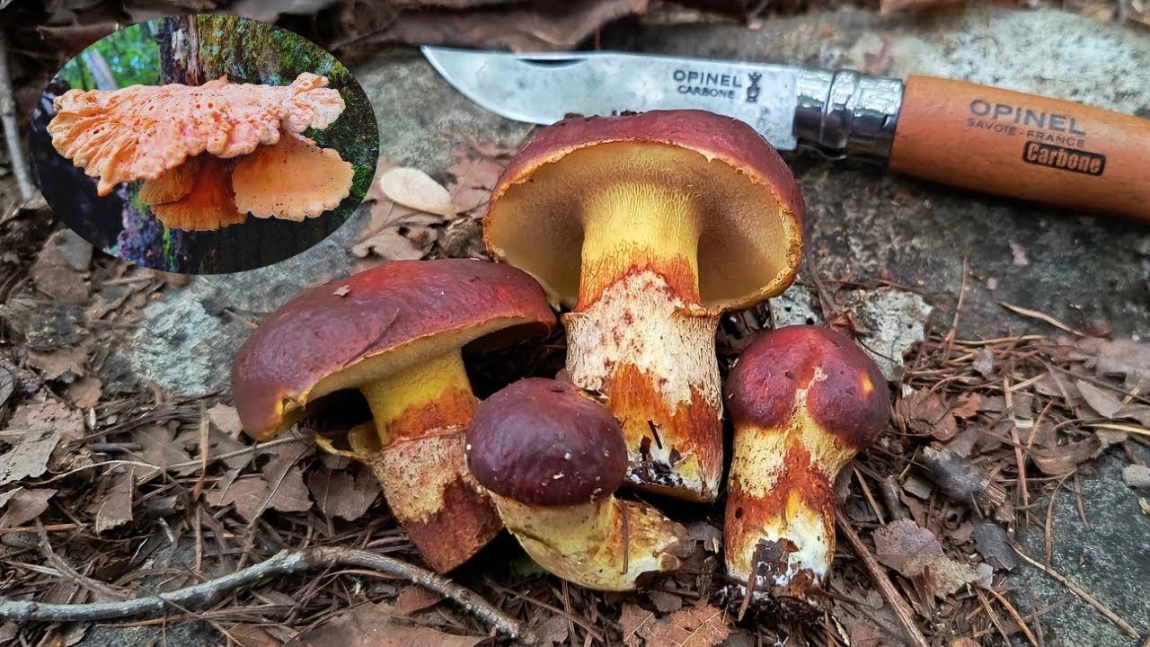 【美味すぎる】こいつを食わなきゃ秋じゃない。ハナイグチ(ジコボウ、リコボウ、ラクヨウ)とマスタケを採る。#wildmushrooms 