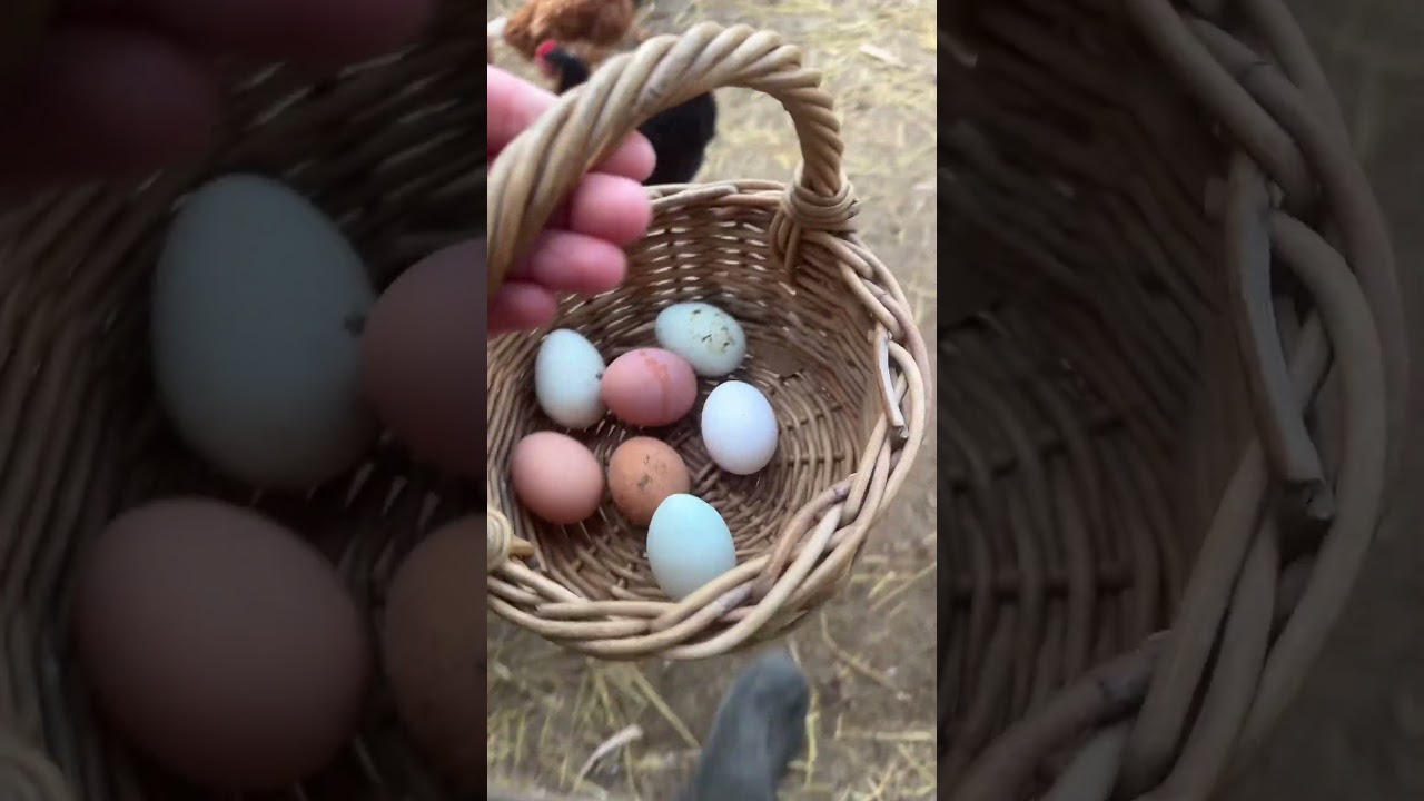 6 января сбор яиц #farmfresheggs #chickens #homestead