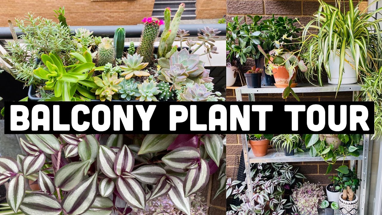 BALCONY PLANT TOUR | OUTDOOR PLANT COLLECTION